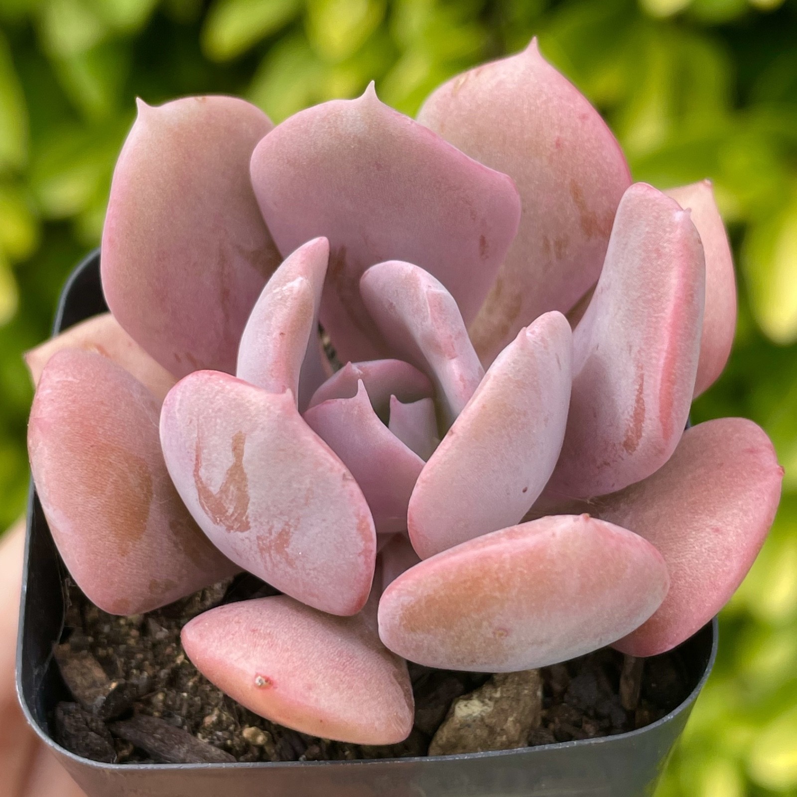 Rare Echeveria Succulent Misty Lilac Rooted Live Plant 1-2 Inch Baby Plant