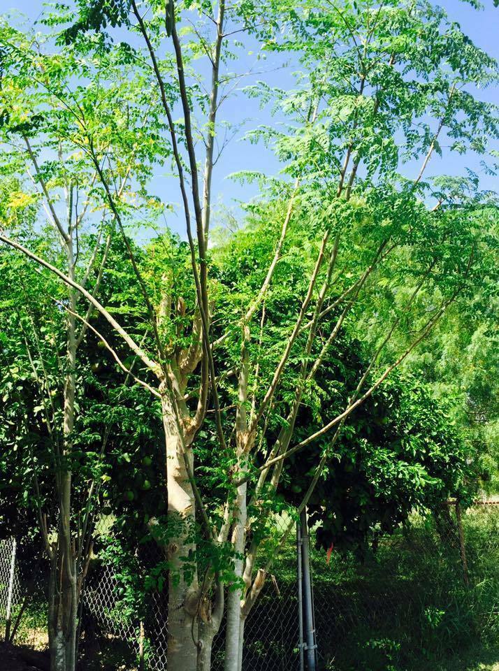 3″ Dia 24″ Moringa Oleifera Drumstick CUTTING Miracle Mothers Tree of Life Stem