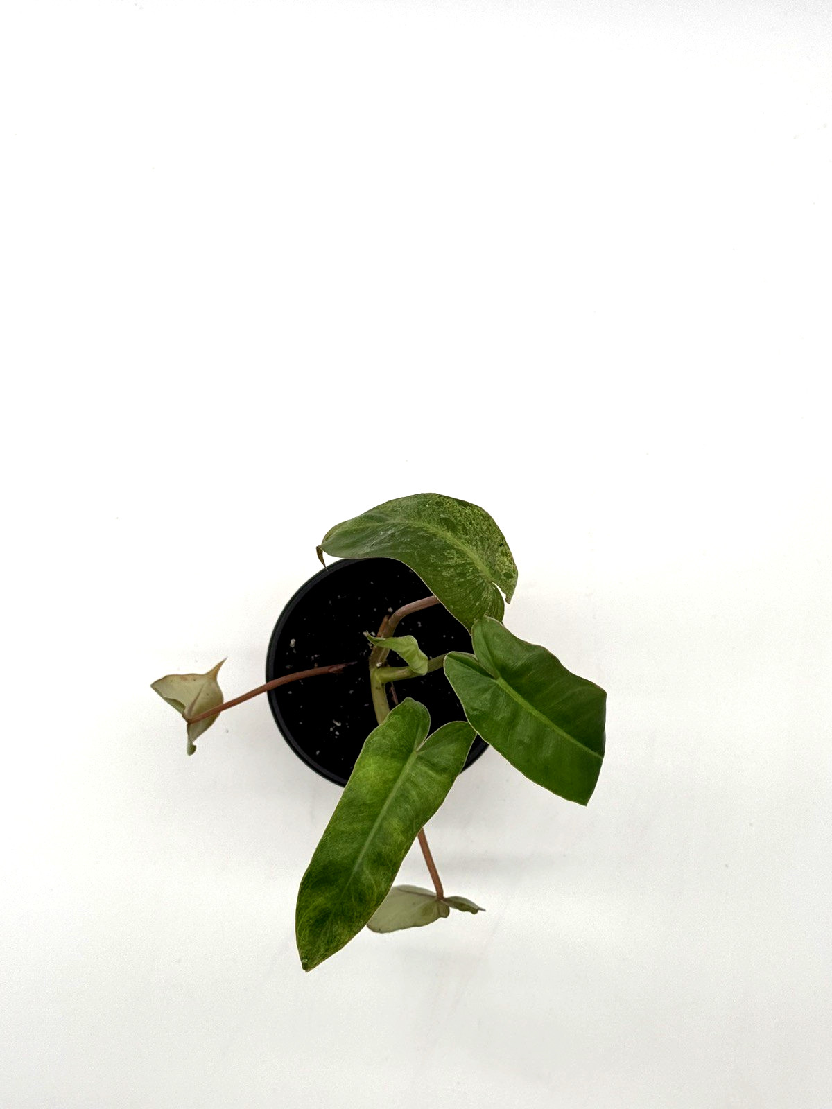 Philodendron Paraiso Verde Variegated Aroid Live Plant 4 Inch Pot