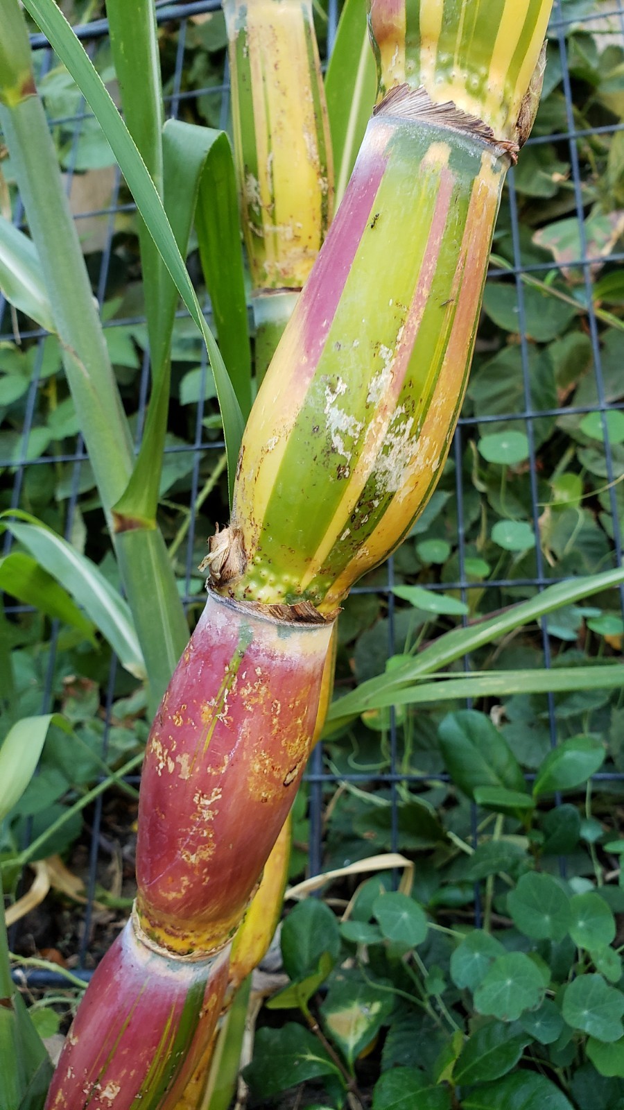 Buddha Belly Hawaiian Sugarcane