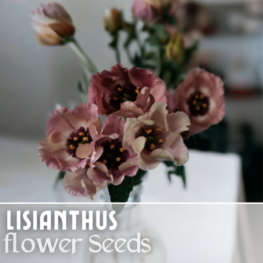 Lisianthus Seeds – 100 Seeds Garden Bloom Flower Seed Flowers Non Gmo Heirloom