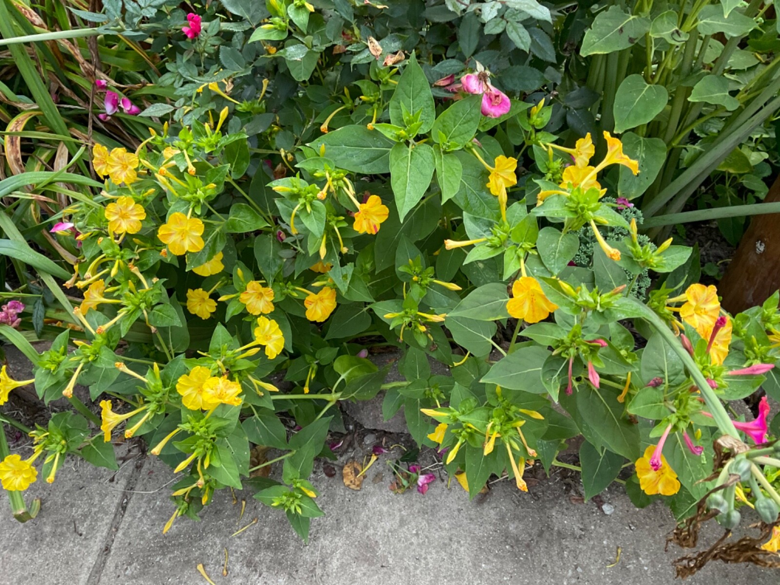 4 oclock seeds 50 Count* yellow with some red mixed in .