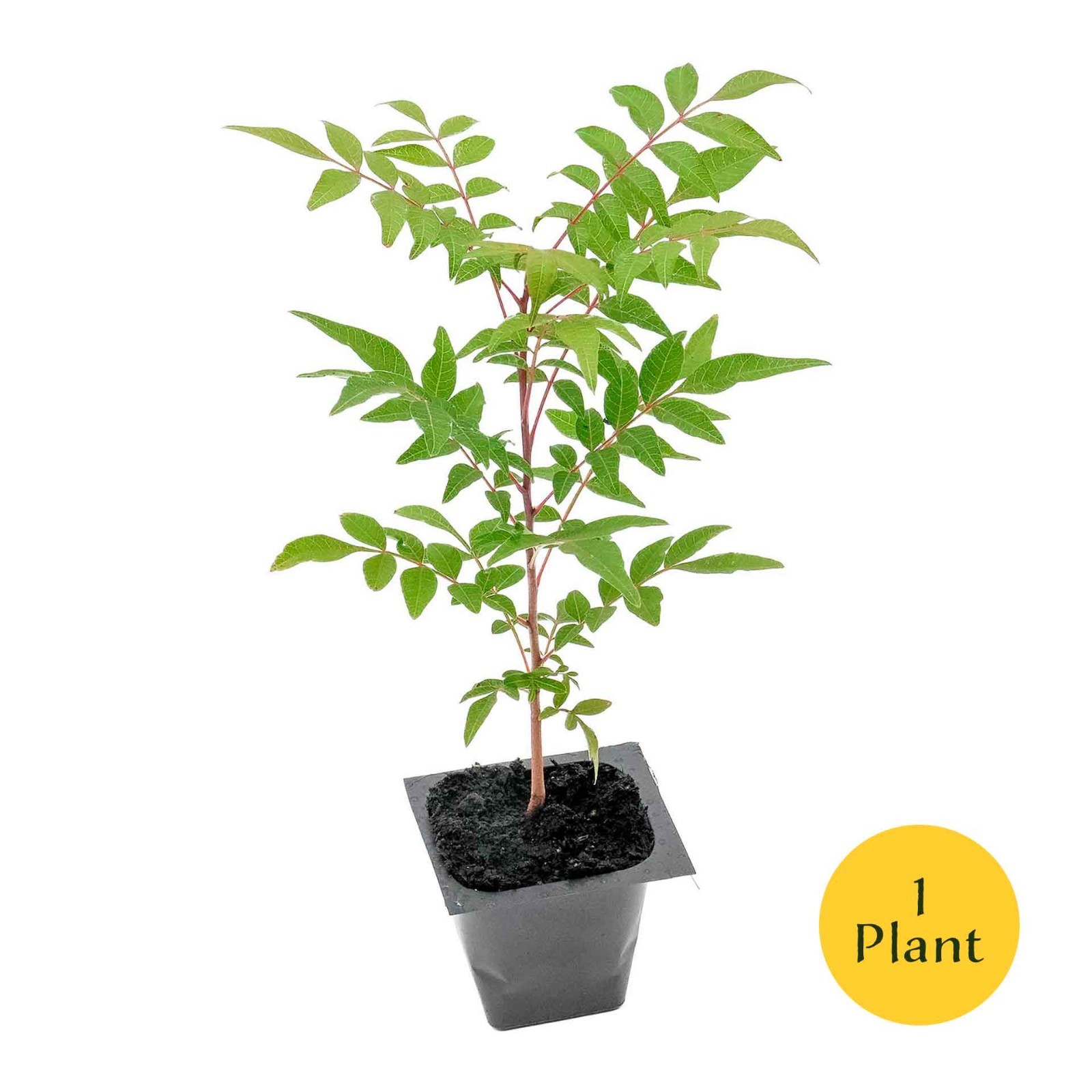 Chinese Pistache Tree Sapling (Pistacia Chinensis) in 2.5″ Nursery Cubes