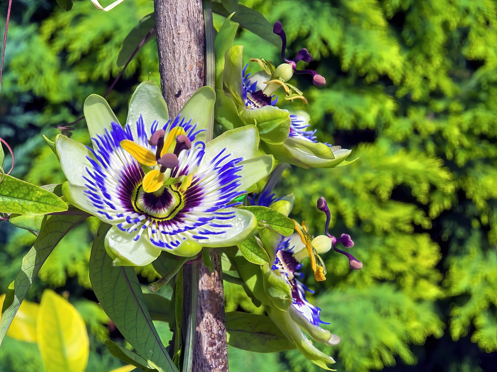 BLUE PASSION FLOWER SEEDS Climber Vine Fruit Plant Hummingbirds & Butterflies!