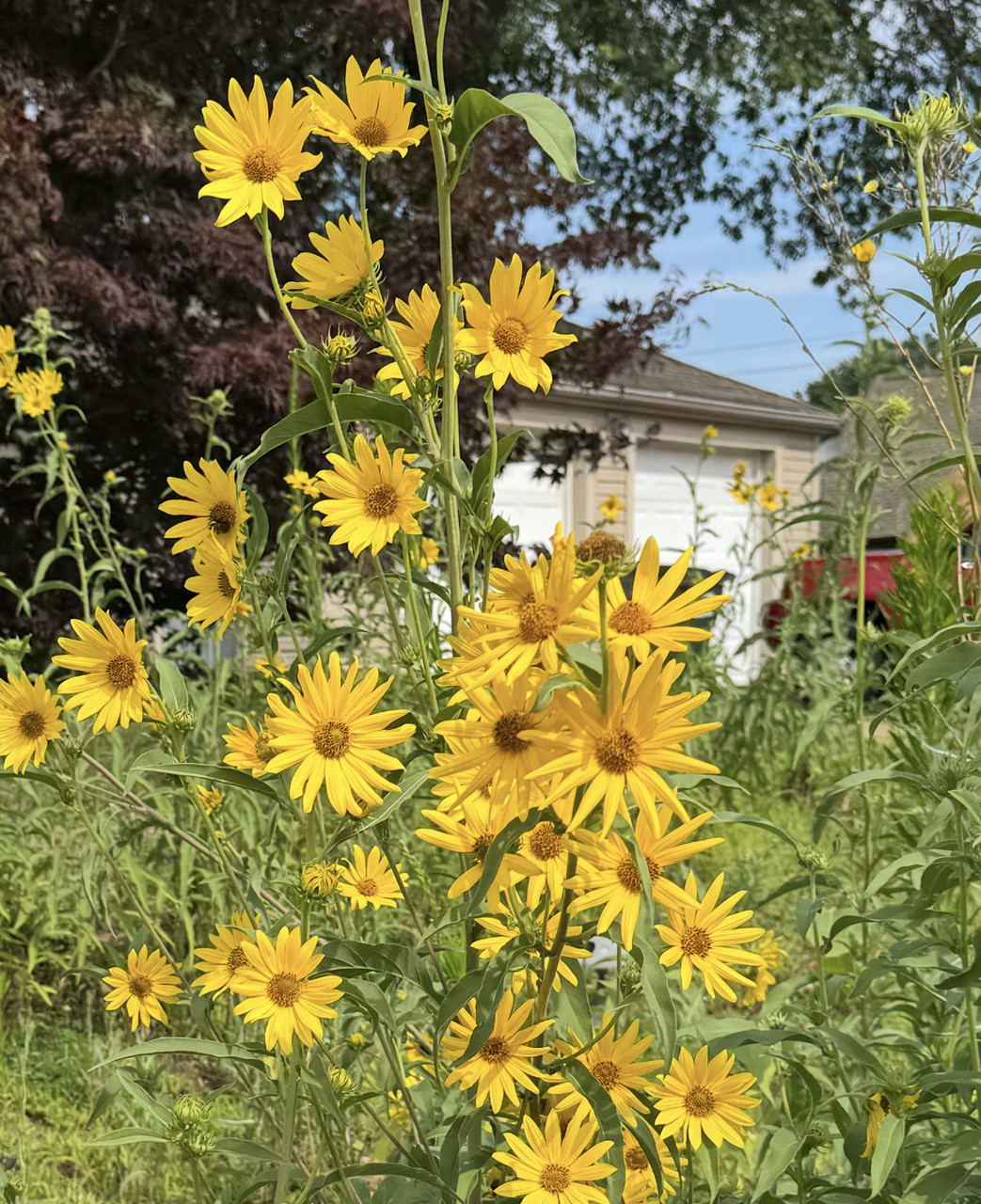 Maximilian Sunflower Seeds Helianthus annuus Free Shipping!