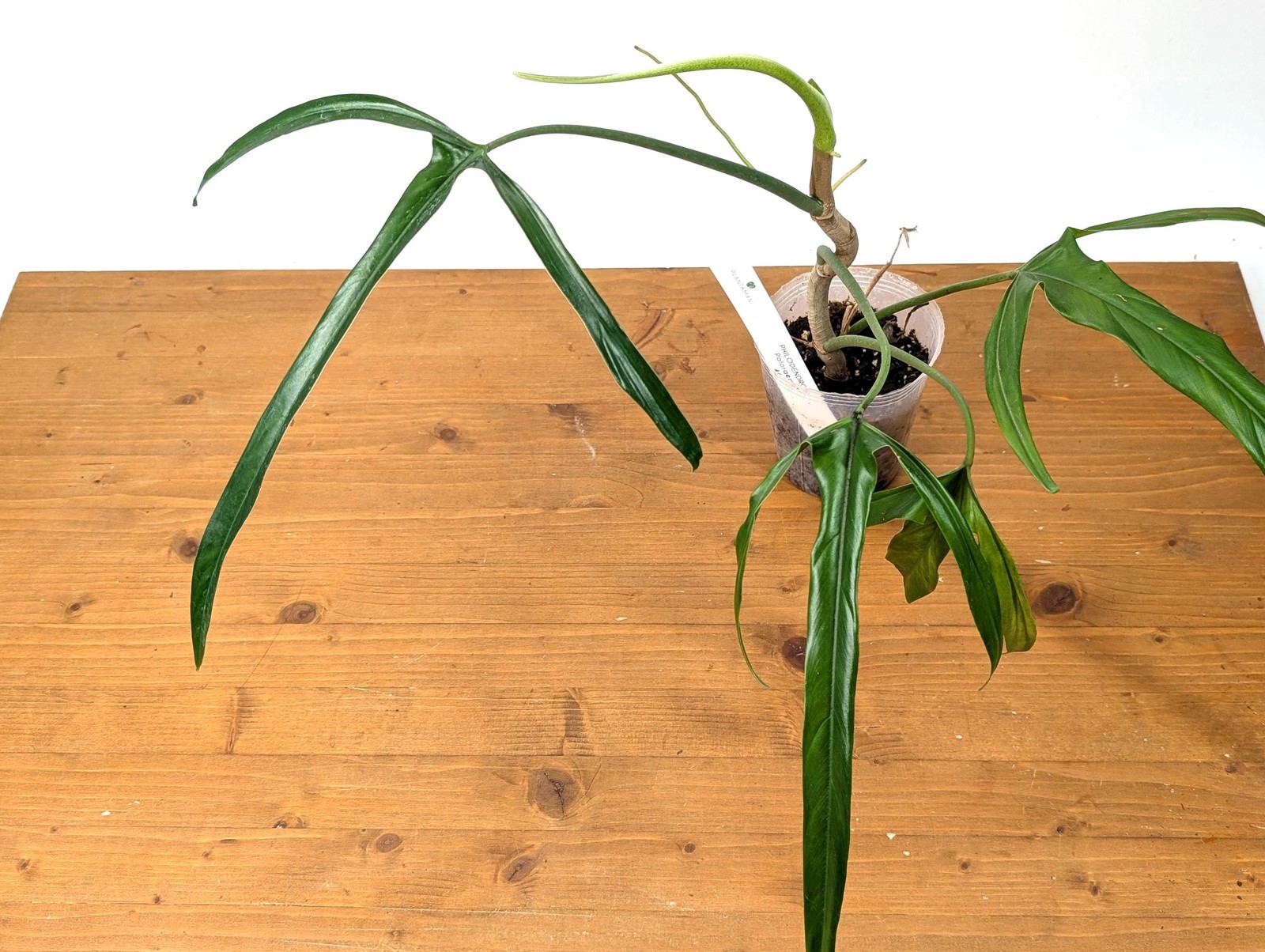 Philodendron Paloraense – Mature