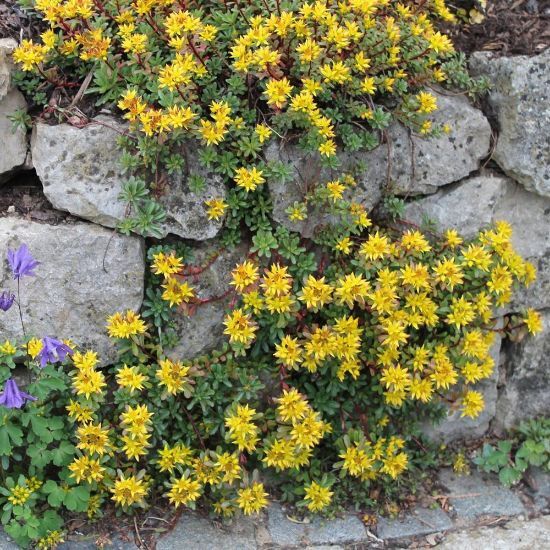 SEDUM FLORIFERUM ‘WEIHENSTEPHANER GOLD’~LIVE SUCCULENT~HARDY GROUND COVER PLANT