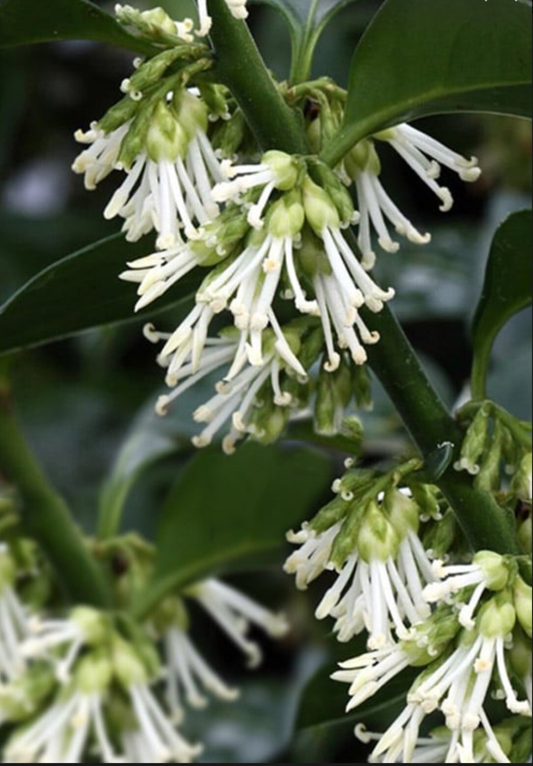 Fragrant Sweet Box, Sarcococca Ruscifolia – 6 Seeds 2024 – USA
