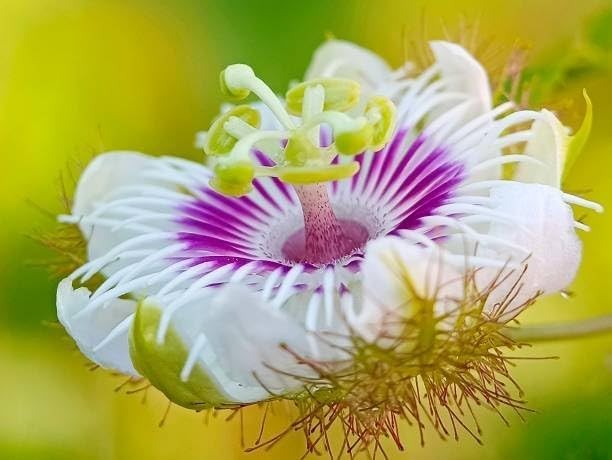 Mixed Passion Flower Seeds – 50+ Passiflora Seeds, Stunning Colors & Exotic Bloo