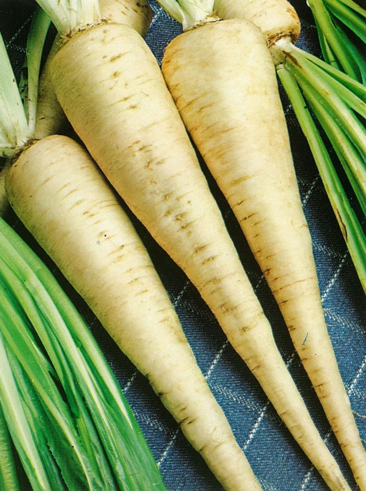 Parsley Hamburg Rooted Seeds 500+ Herb Heirloom NON-GMO USA SELLER FREE SHIPPING