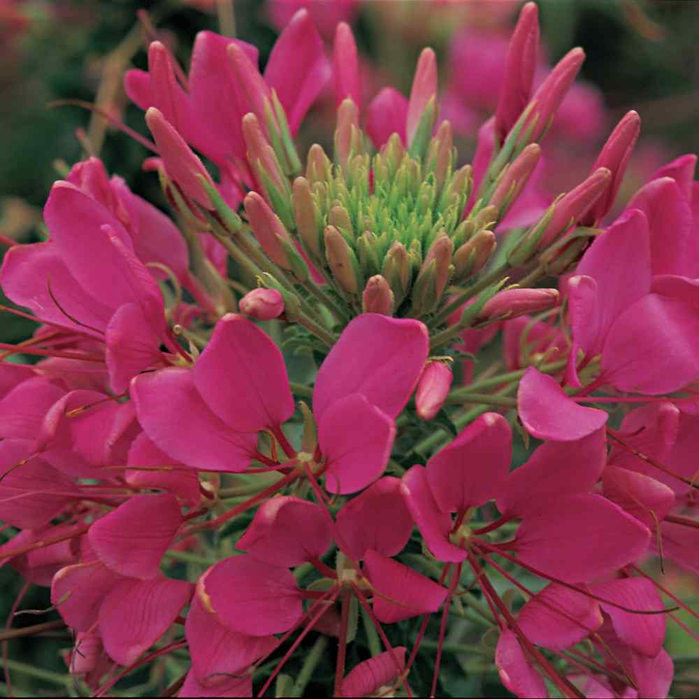 2000 Seeds Cleome Drought Tolerant Spider Flower Rose Queen Garden Plant