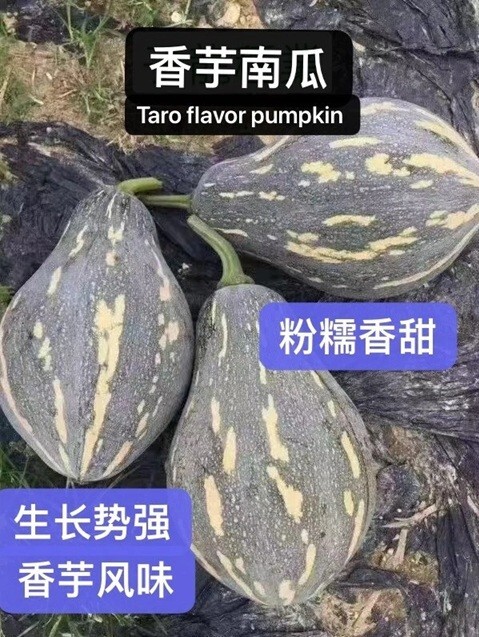 10+ Taro Flavor Pumpkin Seeds XiangYu Nangua Chinese Winter Squash USA