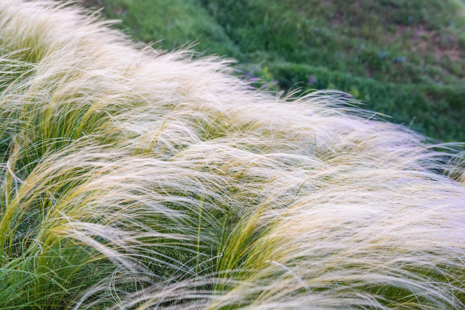 MEXICAN FEATHER GRASS 160 SEEDS STIPA TENUISSMA, HARDY, ORNAMENTAL GRASS USA SEL