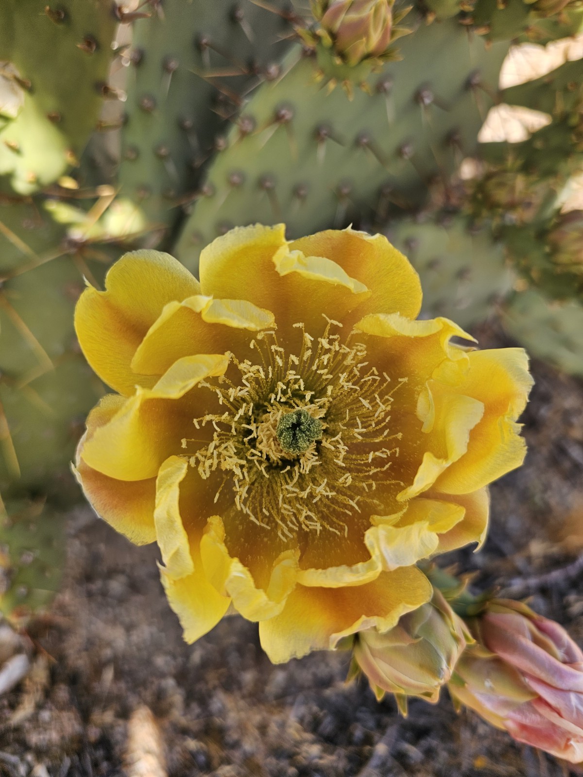 Opuntia Littoralis, Coastal Prickly Pear; 2 pads 4-7″ tall