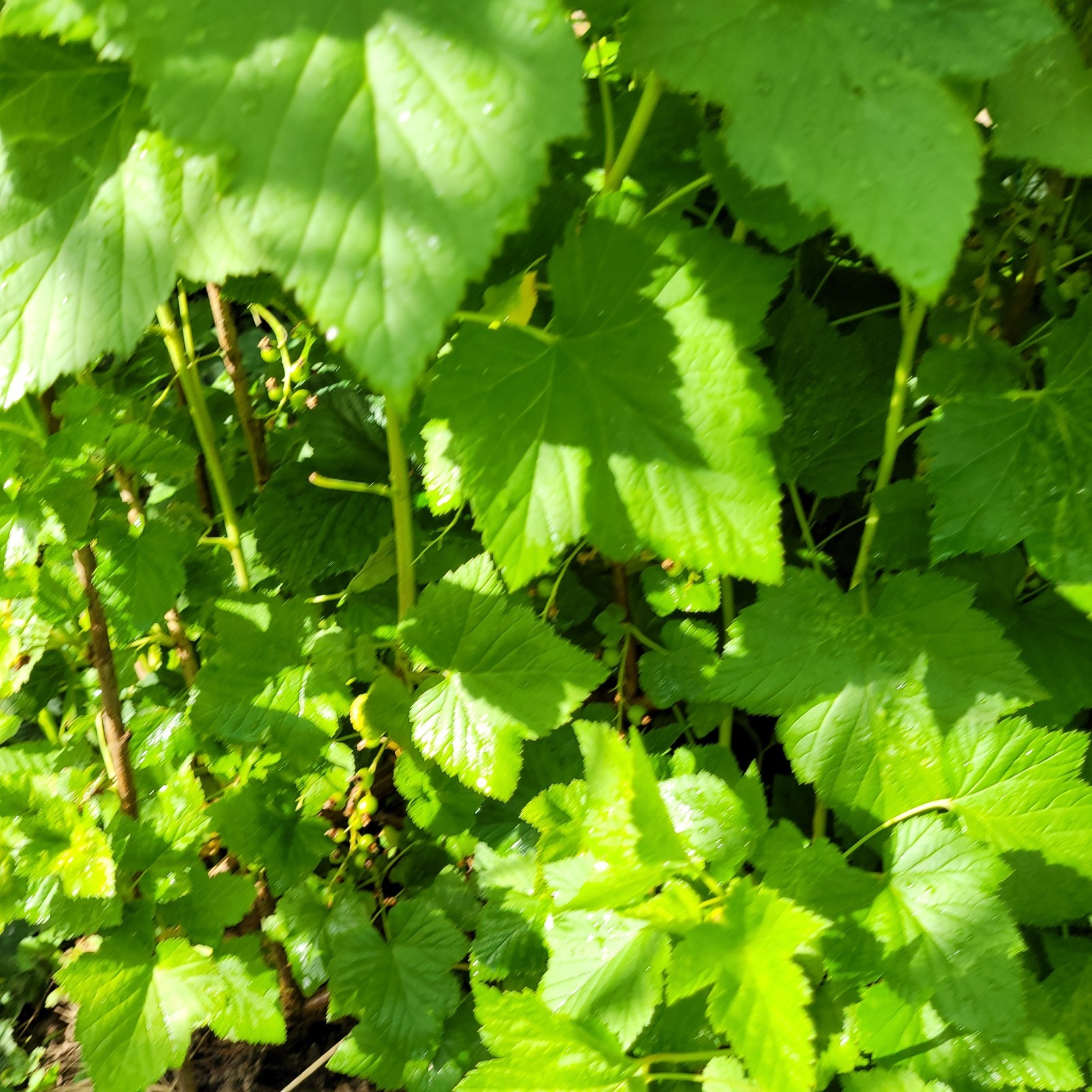 6 Black Currant Ribes Nigrum Fresh Helathy Cuttings Unrooted Zones 3-8 Hardy