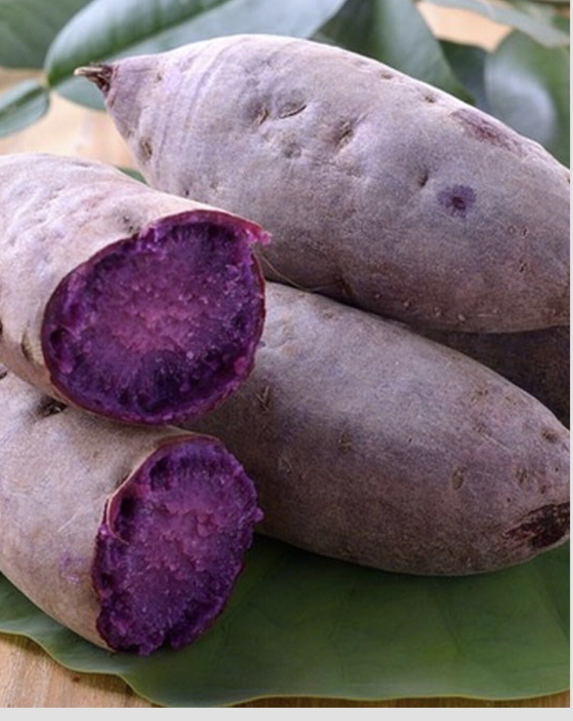 10Purple Sweet potato Slips – Cuttings Sweet Potato Plants / Khoai Lang Tím