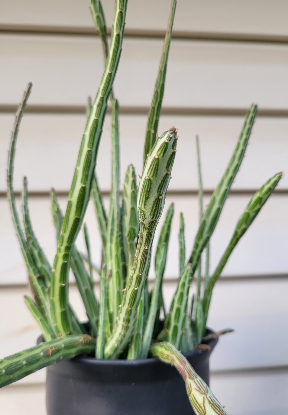 6″ Cutting Senecio Stapeliiformis Pickle Plant Pickle Cactus For Head Planter