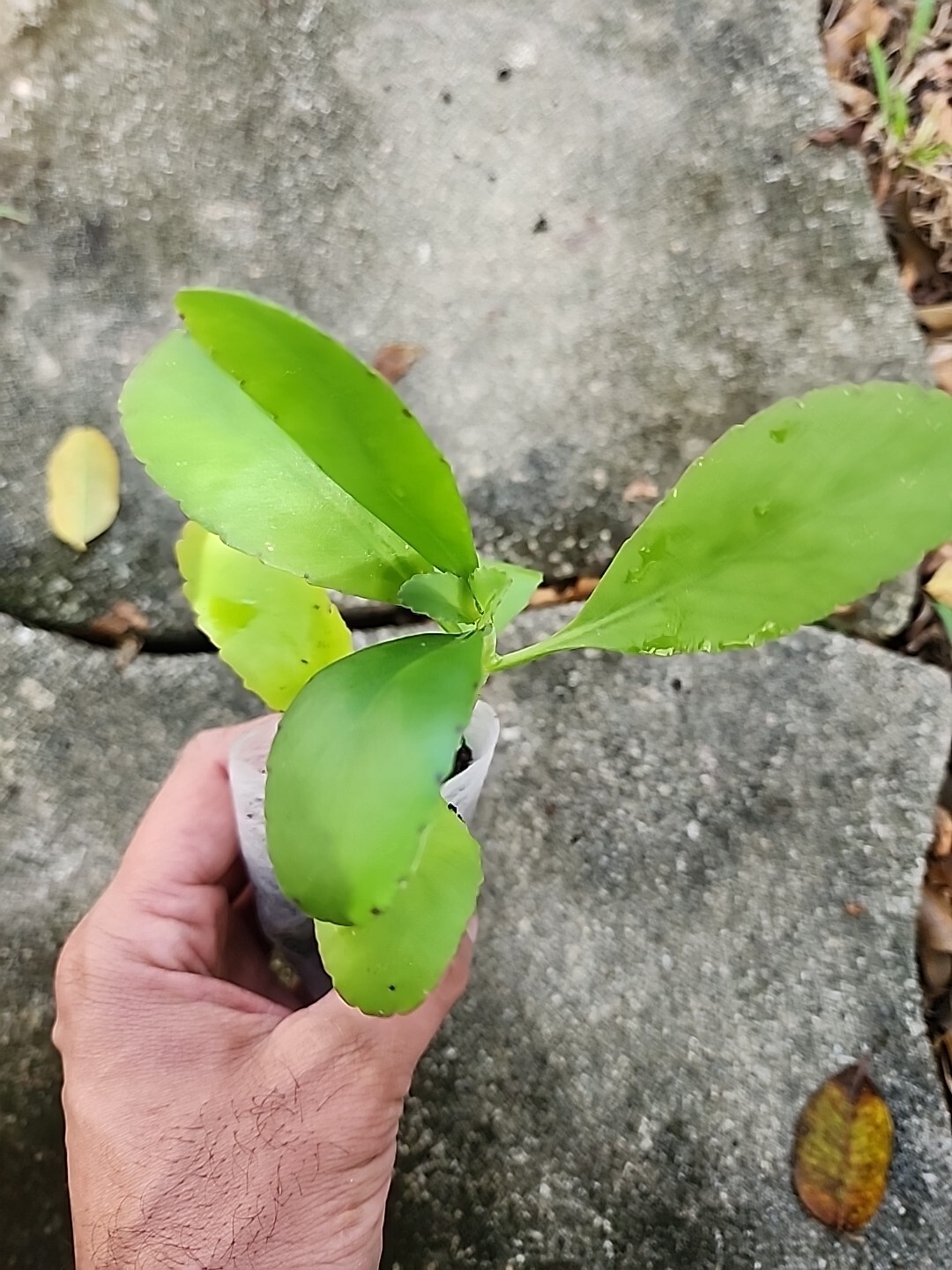 RARE KALANCHOE PINNATA miracle leaf air plants Bryophyllum Pinnatum 4″ plant