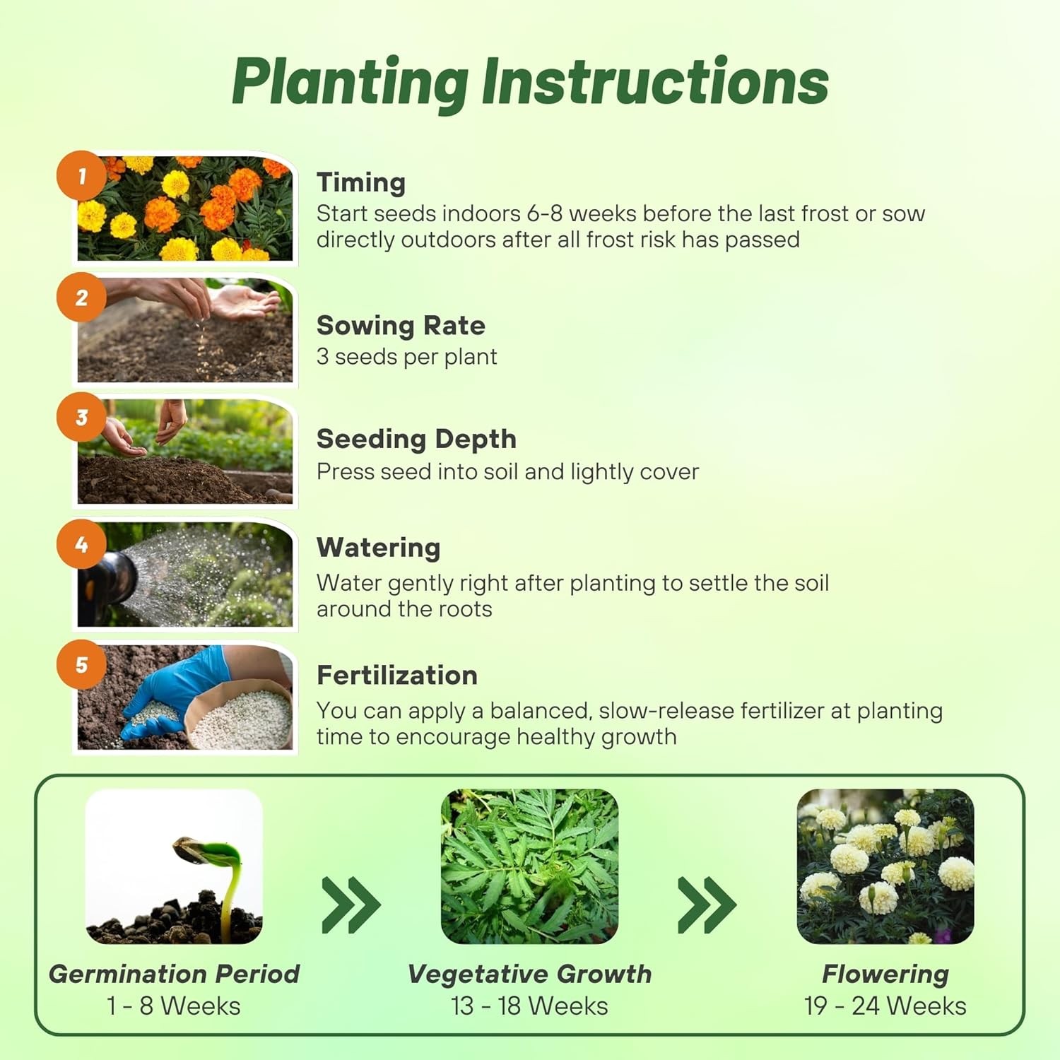 500 Seeds Marigold Seeds – Tagetes Erecta Kilimanjaro Flower Seed