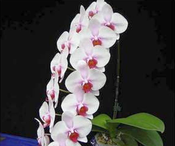 33 PCS Phalaenopsis Orchid Flower Seeds F66~F68, Plant Butterfly Orchid