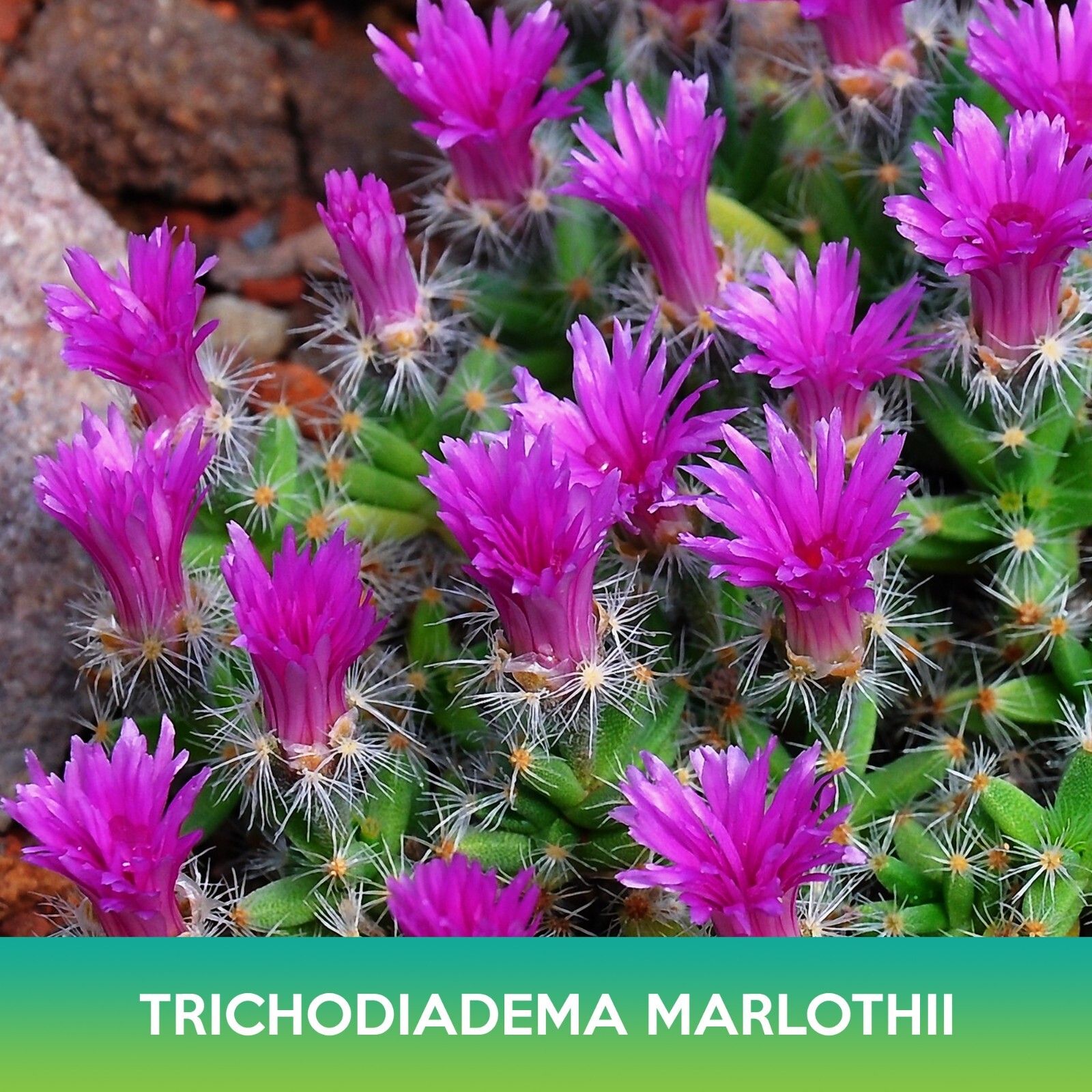 Trichodiadema marlothii Succulent Seed
