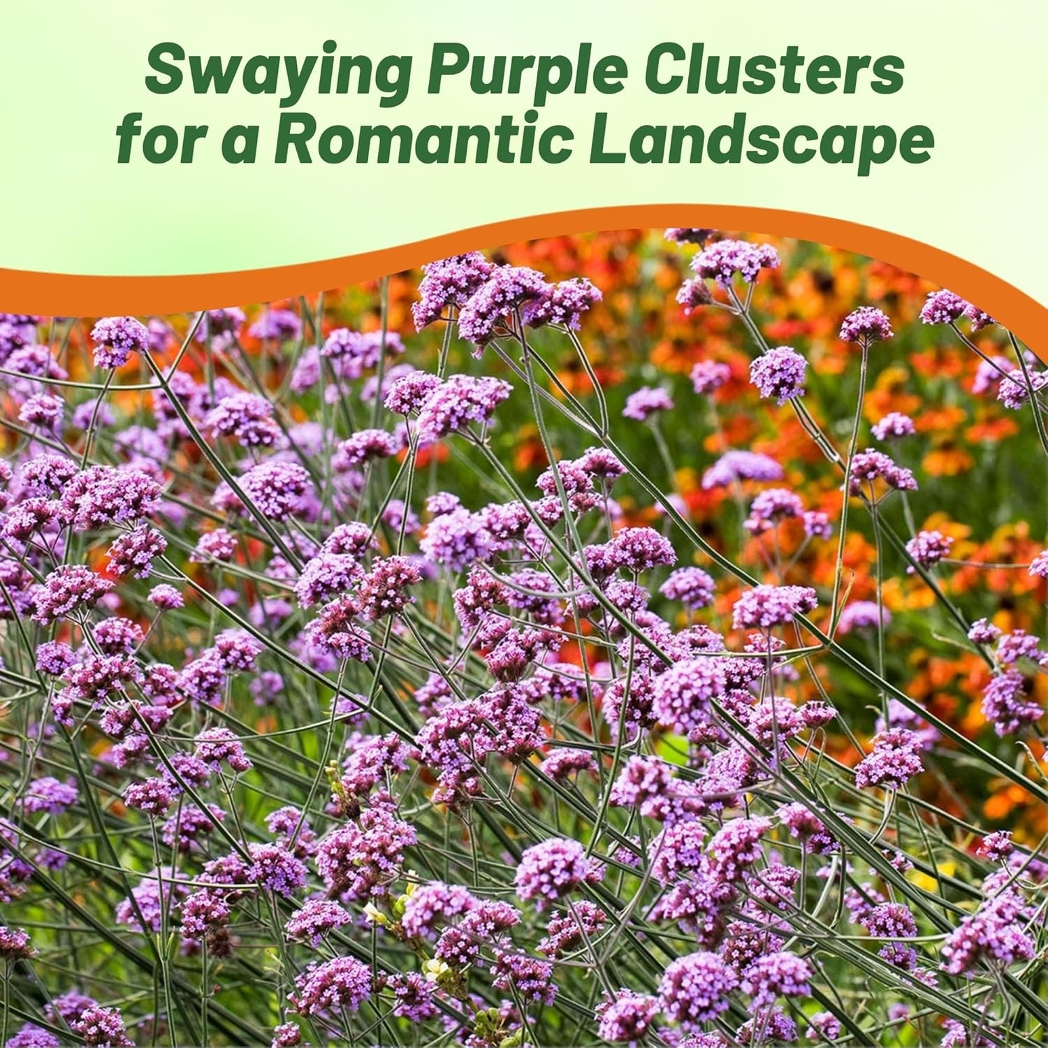 10000 Seeds Purple Verbena Seeds For Planting – Purpletop Vervain Garden