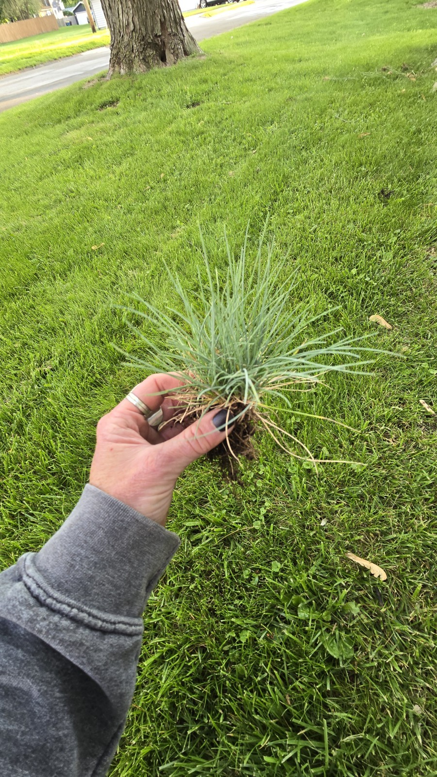 Blue Fescue ‘Elijah Blue’ Ornamental Grass Live Starter Plant Border Perennial