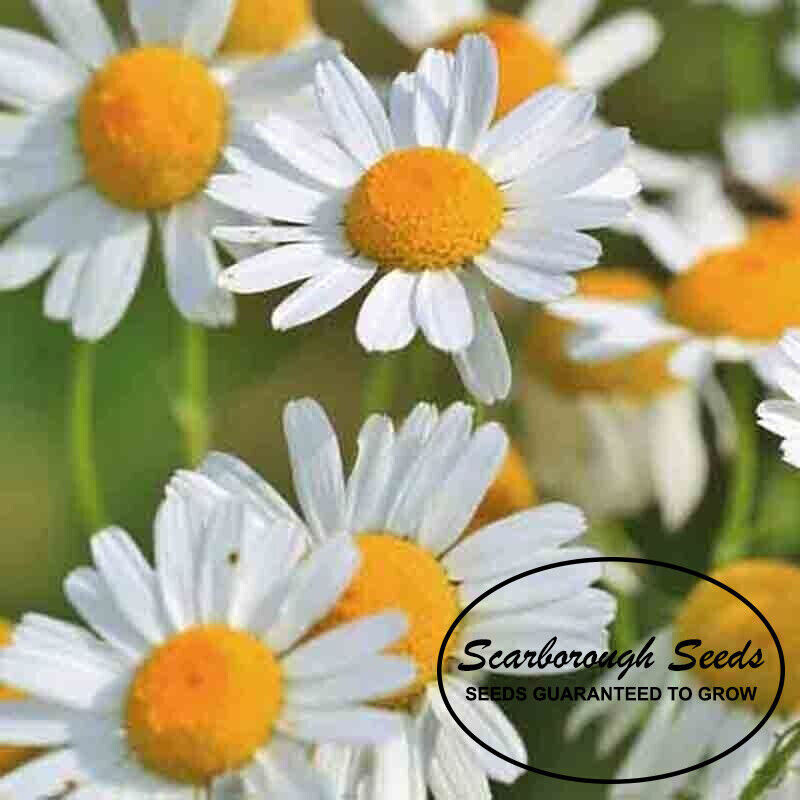 SCARBOROUGH SEEDS ROMAN CHAMOMILE 1000 SEEDS GROUNDCOVER EDIBLE LANDSCAPING LAWN