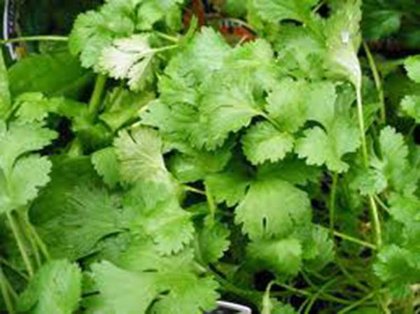 CILANTRO SEED, SLOW BOLT, HEIRLOOM, 50 SEEDS, NON GMO, GREAT HERB/SPICE