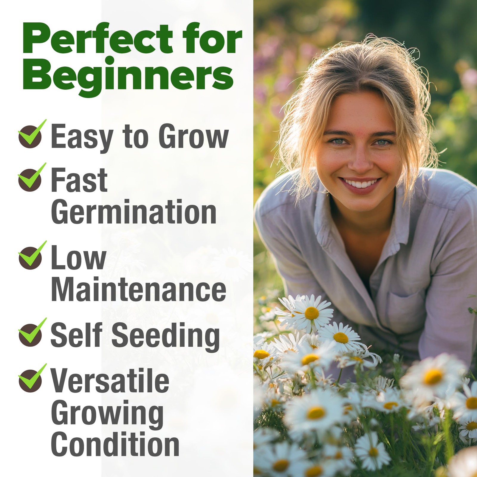 German Chamomile Seed Pack 2,280 Non GMO Heirloom Seeds for Planting for Sust…