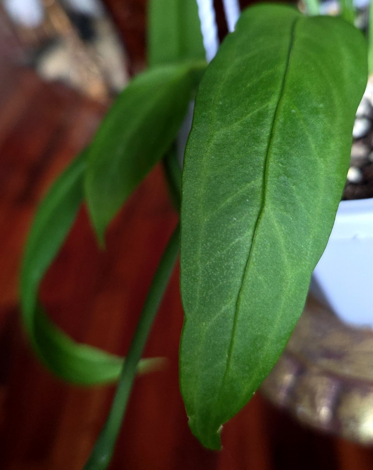 Rare XL Anthurium Vittarifolium 33″ Tall 21″ Leaves Not Philodendron Monstera