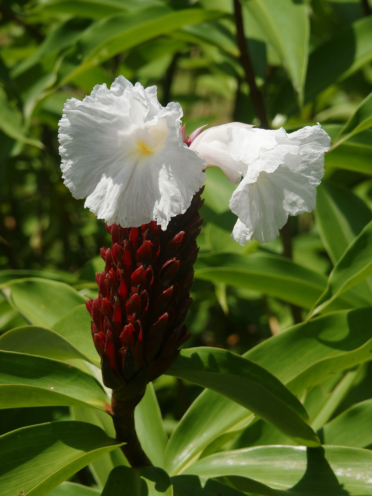 Costus speciosus | Crepe Malay Ginger | Canereed | 20_Seeds