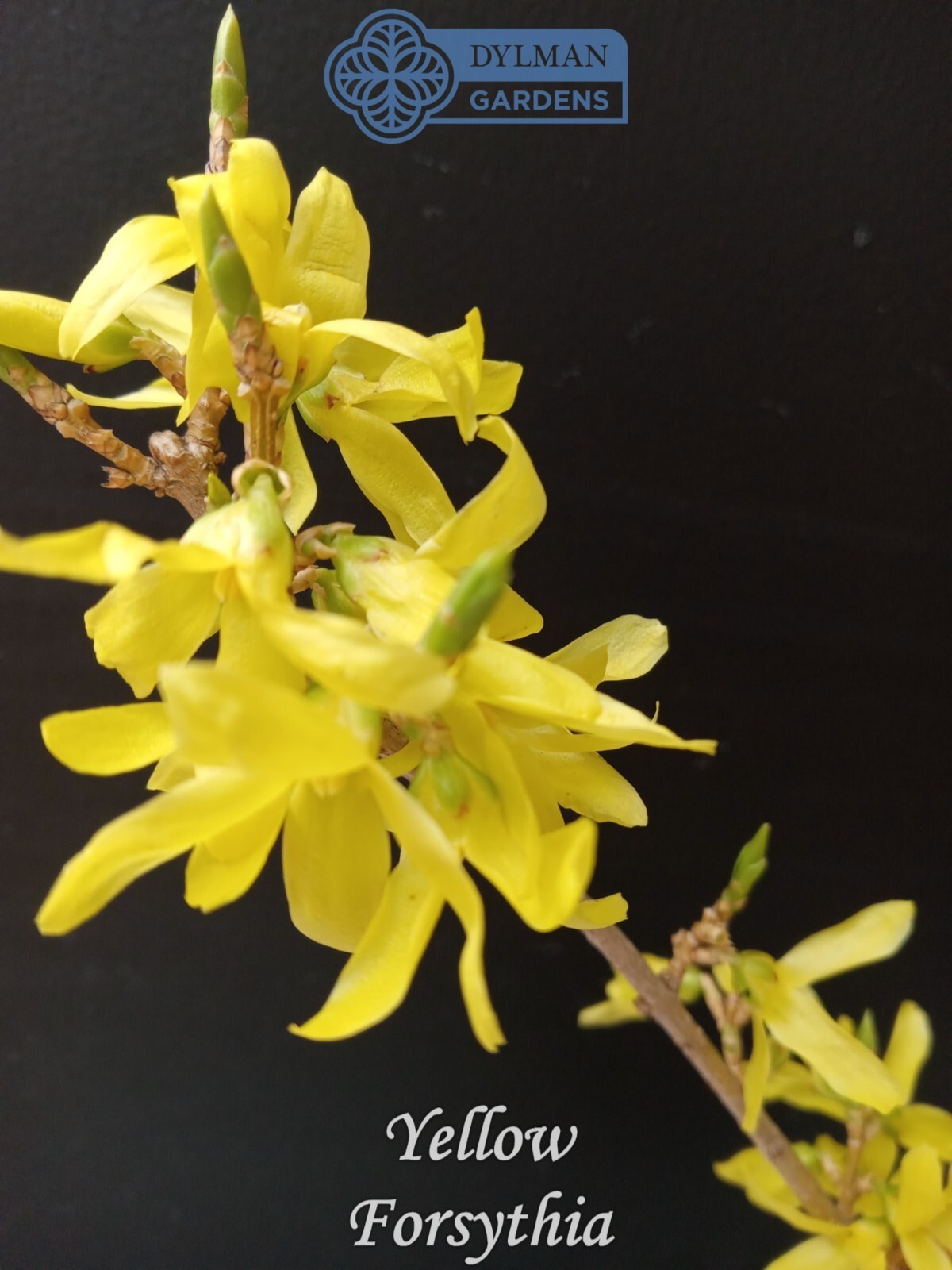 Forsythia Plant (Forsythia x intermedia) – Yellow Spring Blooms – Multiple Sizes