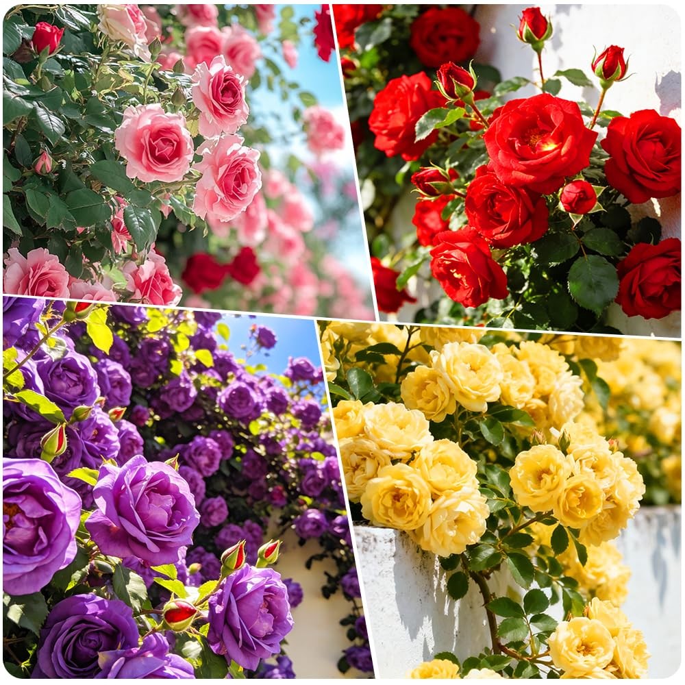 310+ Climbing Rose Bush Vine Seeds for Planting Outdoors-Perennial Cold Hardy…
