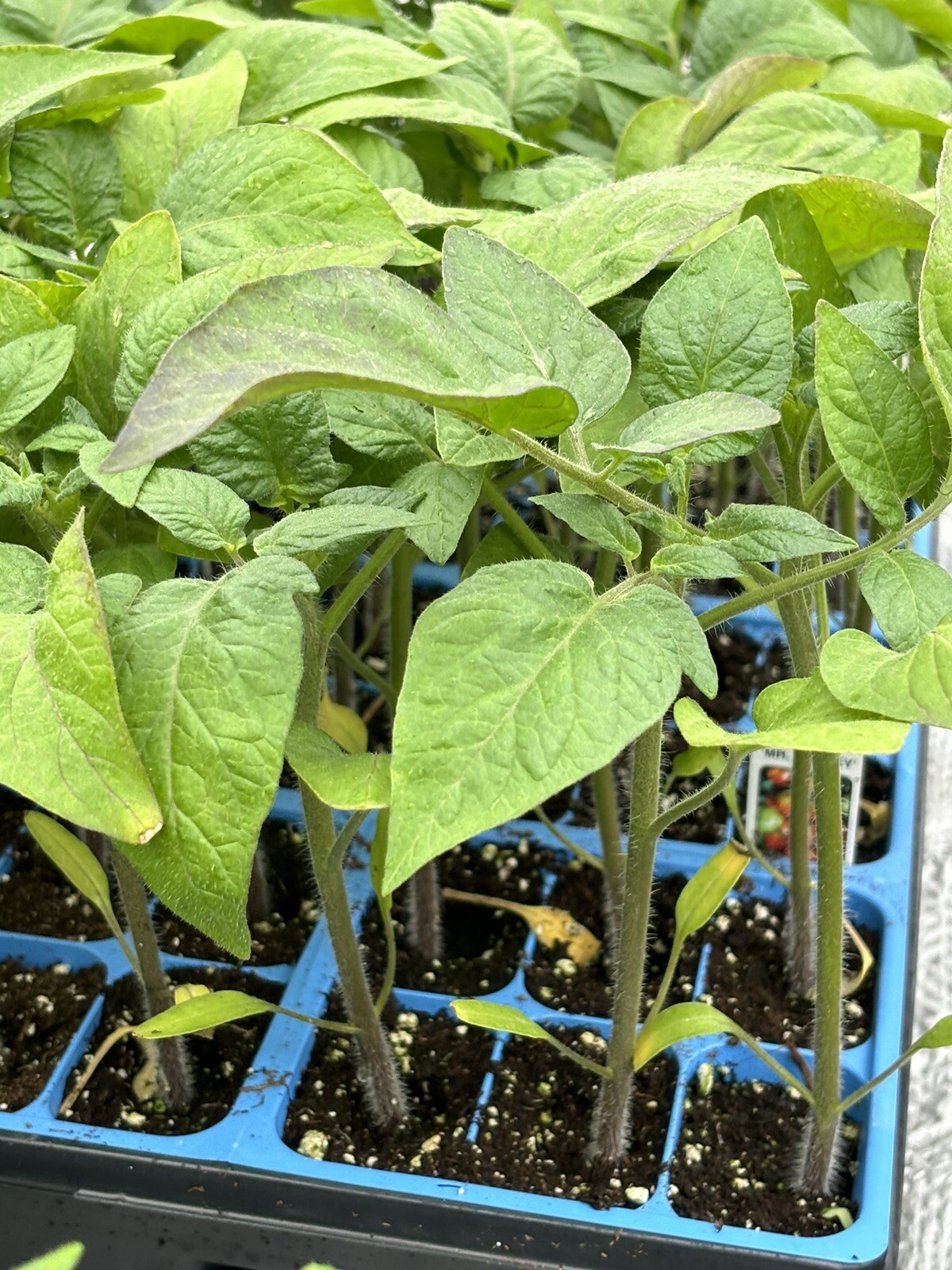 Lot of 2 MR. STRIPEY TOMATO LIVE PLANTS 6 to 10 inches 60+ Days Old