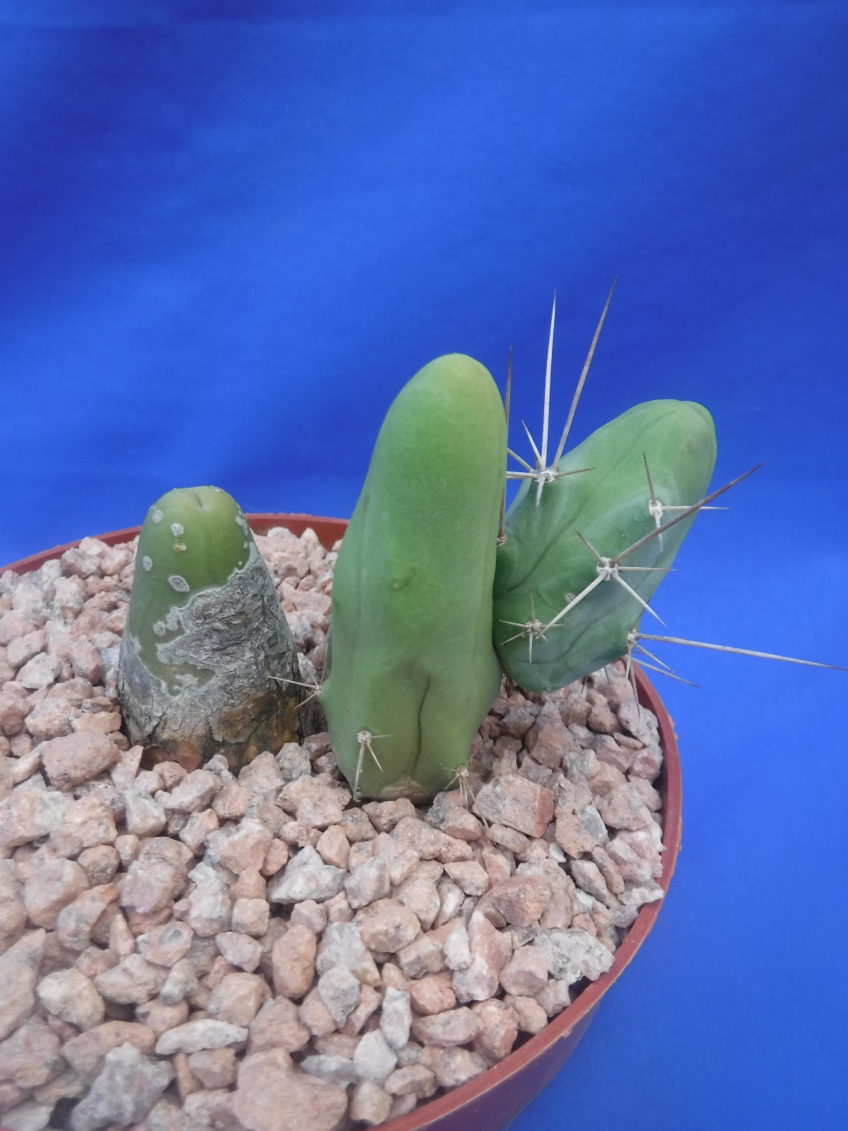 Rare Monstrose Cactus TBM 3″ Tall 3″ wide CLUMP Short Form 4 Segments! L6
