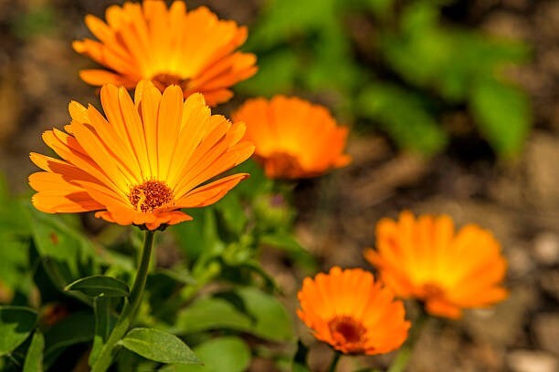 Calendula Seeds (Calendula officinalis), organic