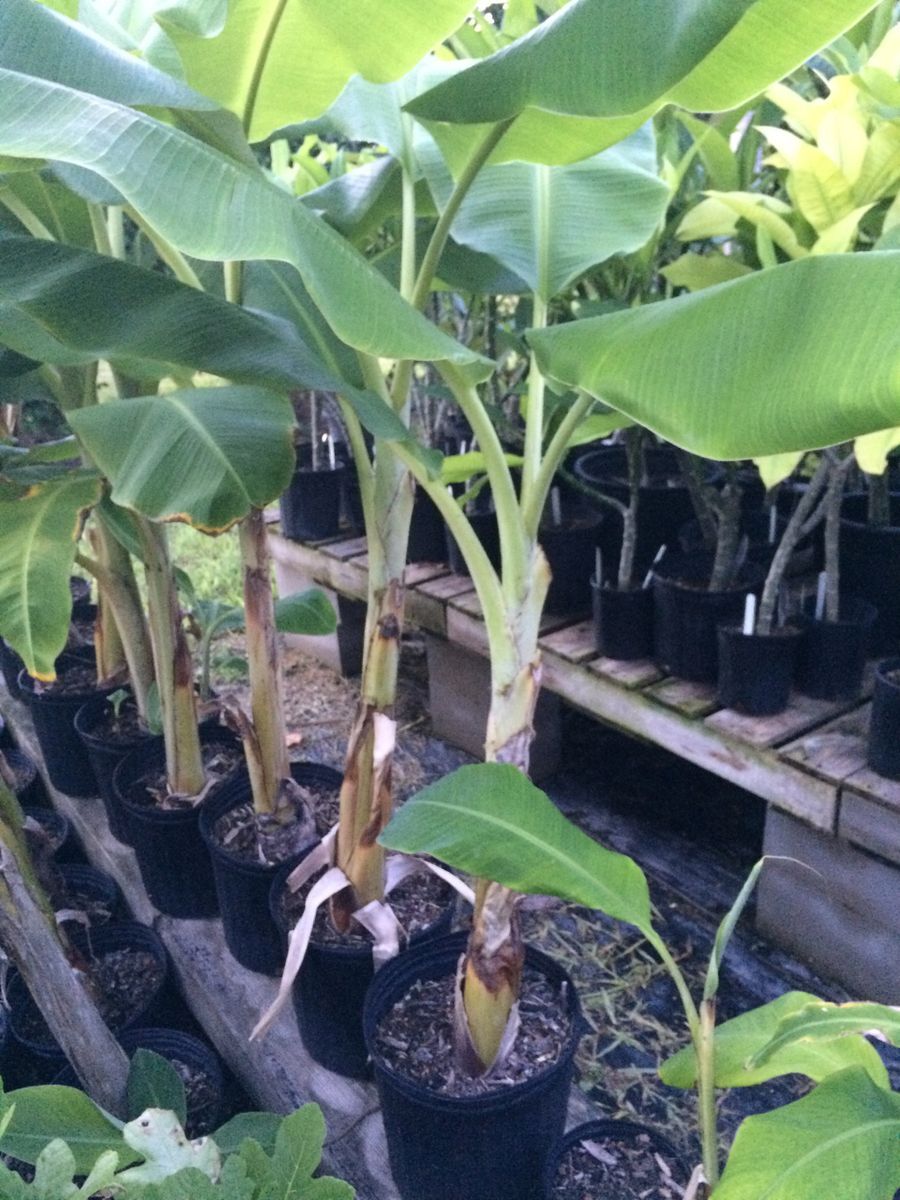 Banana Plant, Orinoco Banana, ‘Musa accuminata’