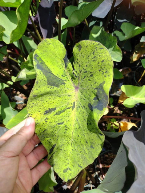 Mojito Colocasia Live Plant – 4-8″ Tall – Variegated Elephant Ear – Tropical
