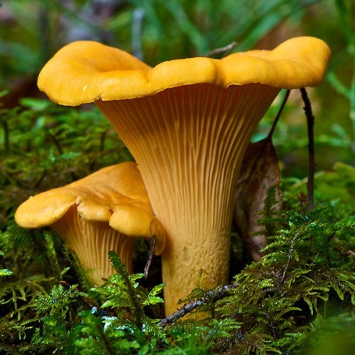 Mycelium Oyster Royal + Champignon GIANT + Chanterelle Yellow Organic Ukraine
