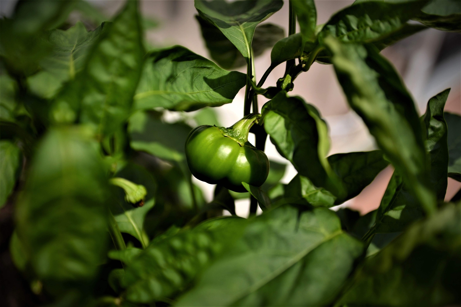 50 Organic SHEEPNOSE PIMENTO PEPPER Sweet Red Pimiento Cheese Capsicum Seeds
