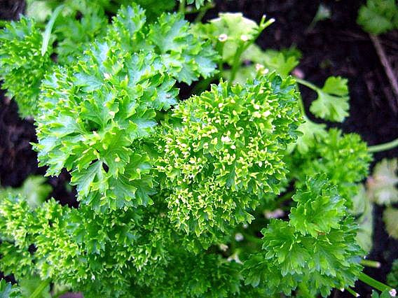 CURLED CHERVIL HERB SEEDS * PARSLEY-LIKE FLAVOR * 50 COUNT PKT. *
