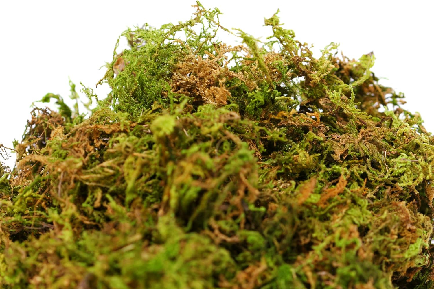 Supermoss 23820 Mountain Moss Green Sphagnum, Mini Bale, Natural Dried