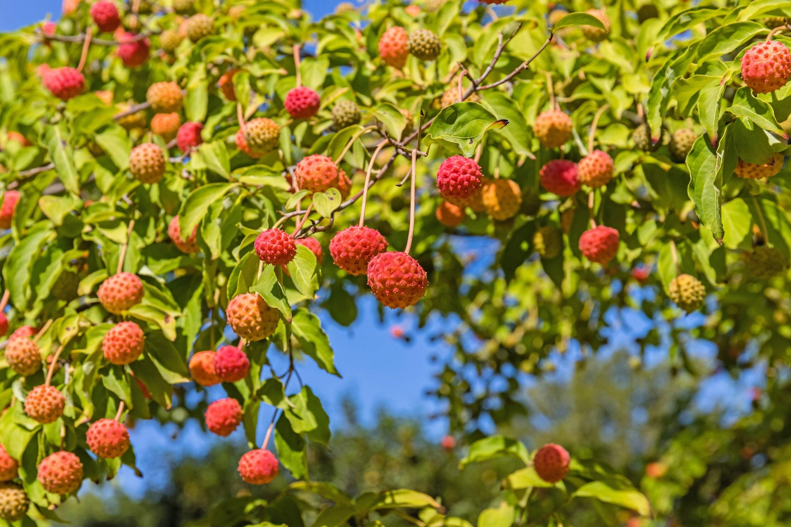 20 HIMALAYAN DOGWOOD / STRAWBERRY Tree White & Pink Flower Red Fruit Seeds