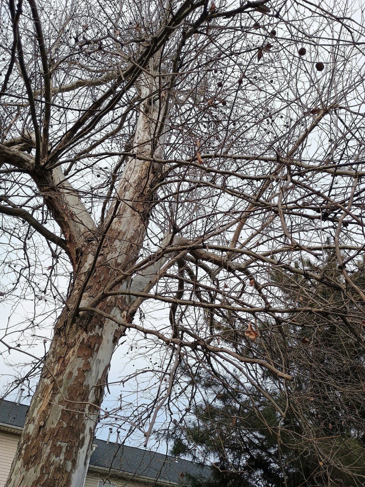 American Sycamore ( Platanus Occidentlis) Seeds ( 30 Seeds, Read Info)