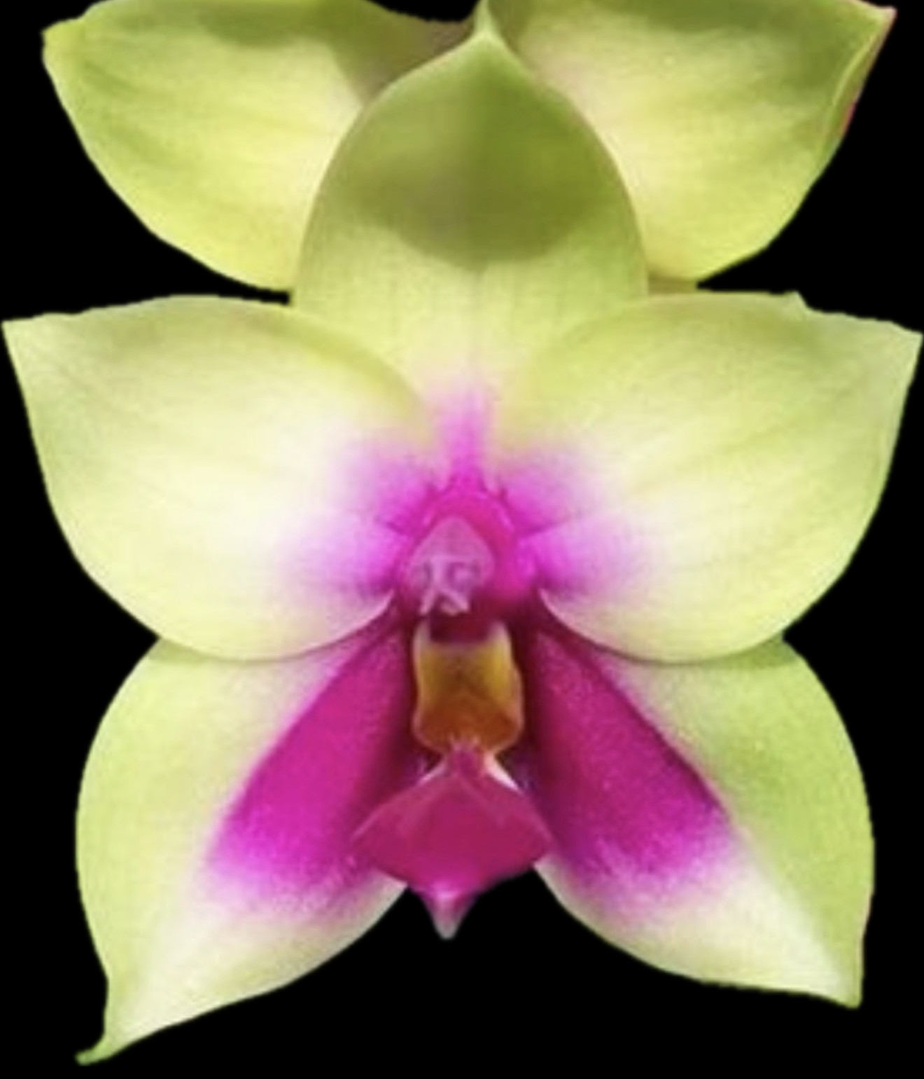 Phalaenopsis Bellina IN SPIKE Species Orchid Plant 0619