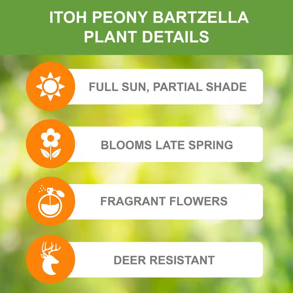 3/5 Eyes, Bartzella Itoh Peony Flower Bulbs, Live Bare Root (Bag of 1)