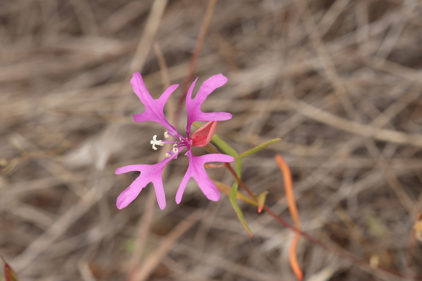 200 CLARKIA PULCHELLA Seeds (Deerhorn Clarkia) | NON-GMO | Free shipping