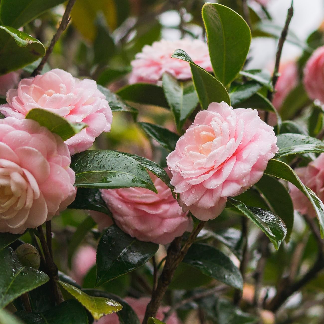 Perfect Plants Pink Perfection Camellia Bush 1 Gallon Live Shrub For Outdoor