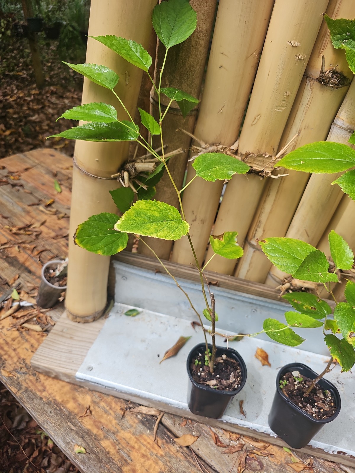 Dwarf Black Mulberry Morus Nigra Everbearing Live Plant Well Rooted Organic